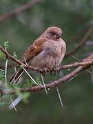 Northern Grey-headed Sparrow