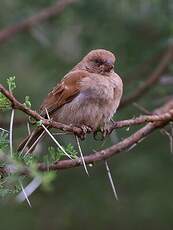 Moineau gris