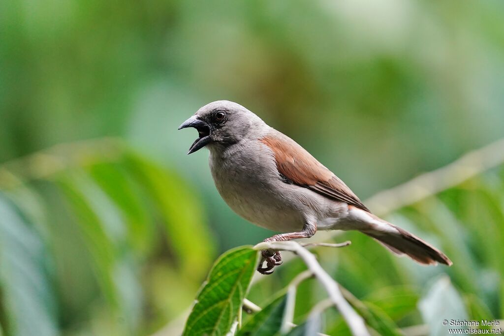 Moineau grisadulte