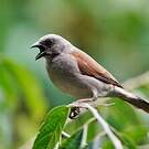 Moineau gris