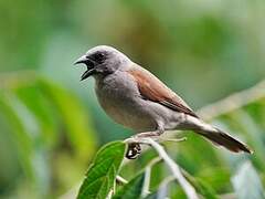 Northern Grey-headed Sparrow