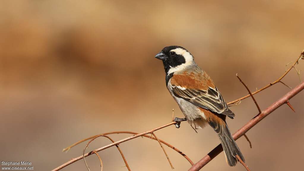 Cape Sparrow male adult