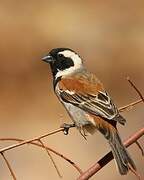 Cape Sparrow