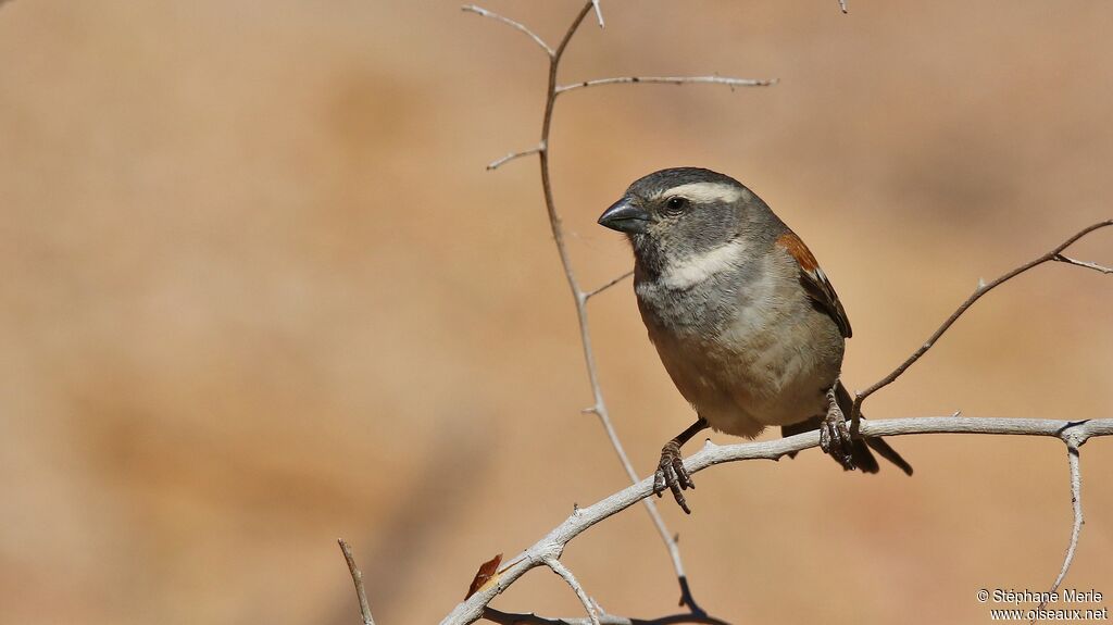 Moineau mélanure femelle adulte