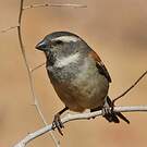 Moineau mélanure