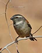 Cape Sparrow