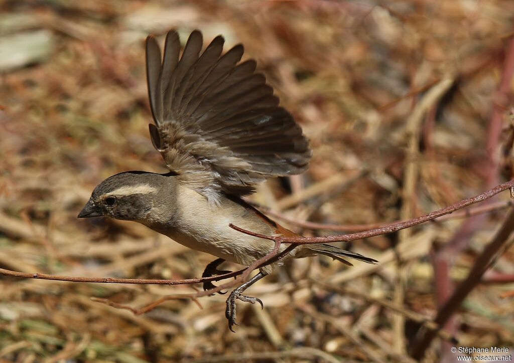 Cape Sparrow female