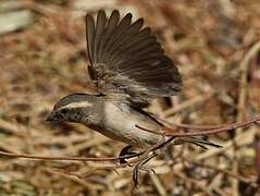 Moineau mélanure