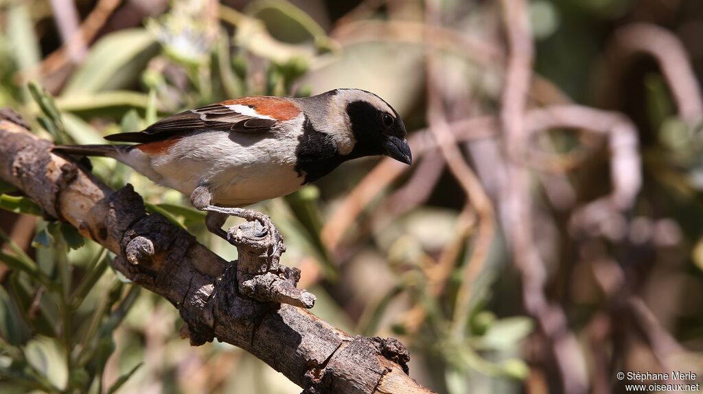 Cape Sparrow male