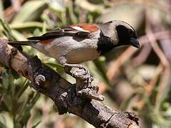 Cape Sparrow