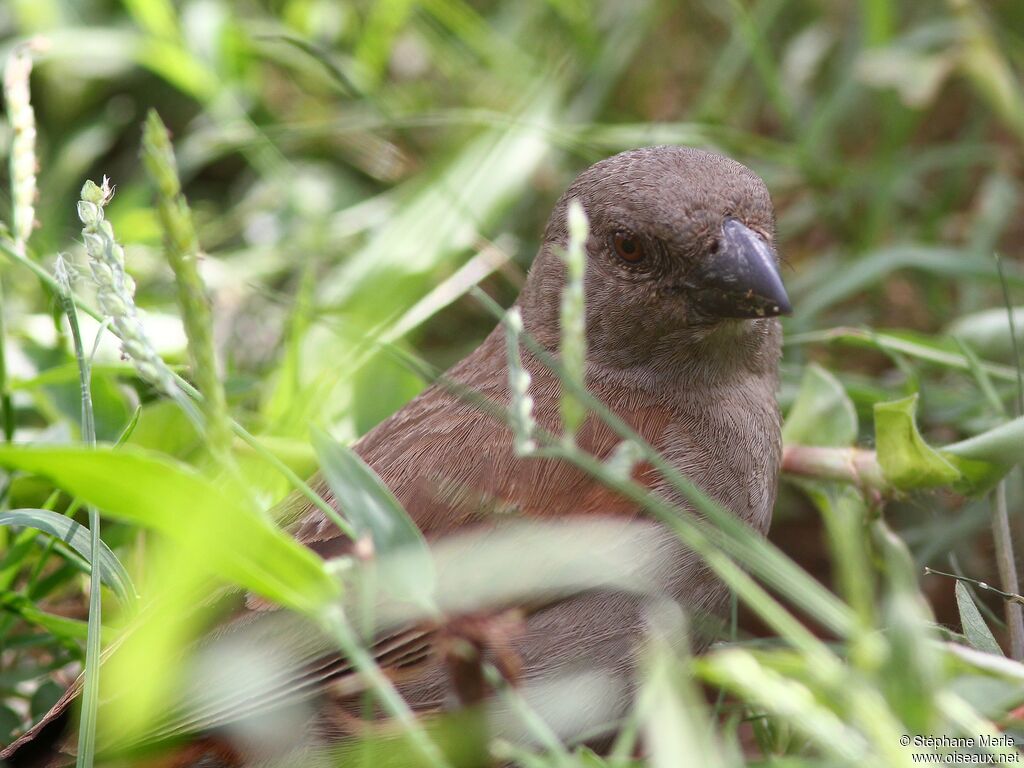 Parrot-billed Sparrowadult