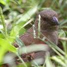 Moineau perroquet
