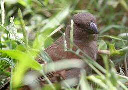 Parrot-billed Sparrow