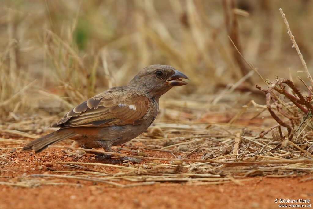 Parrot-billed Sparrowadult