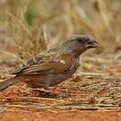 Moineau perroquet