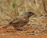 Moineau perroquet