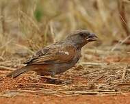 Moineau perroquet