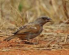 Parrot-billed Sparrow