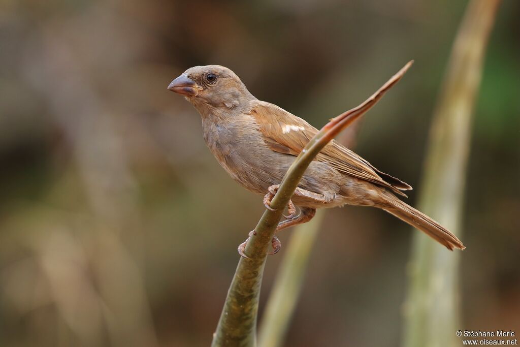 Parrot-billed Sparrowadult