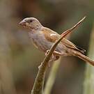 Moineau perroquet
