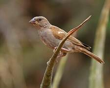 Parrot-billed Sparrow