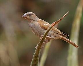 Moineau perroquet