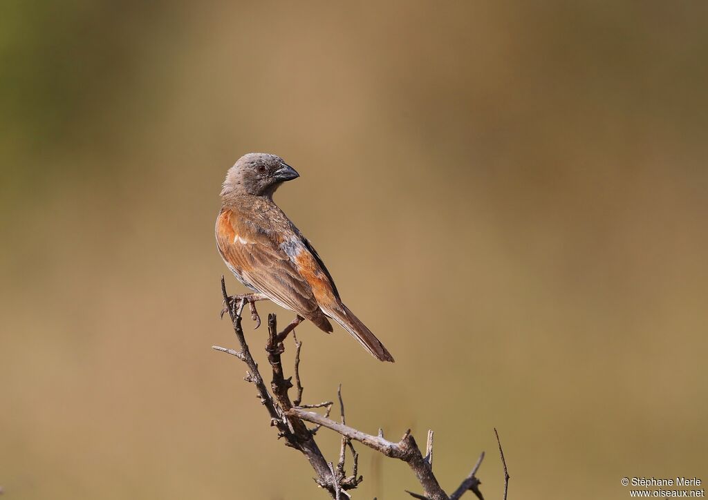 Moineau perroquetadulte