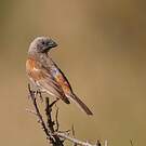 Moineau perroquet