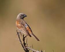 Parrot-billed Sparrow