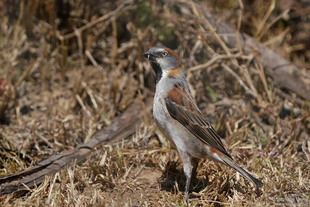 Moineau roux mâle adulte