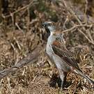 Moineau roux