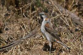 Moineau roux