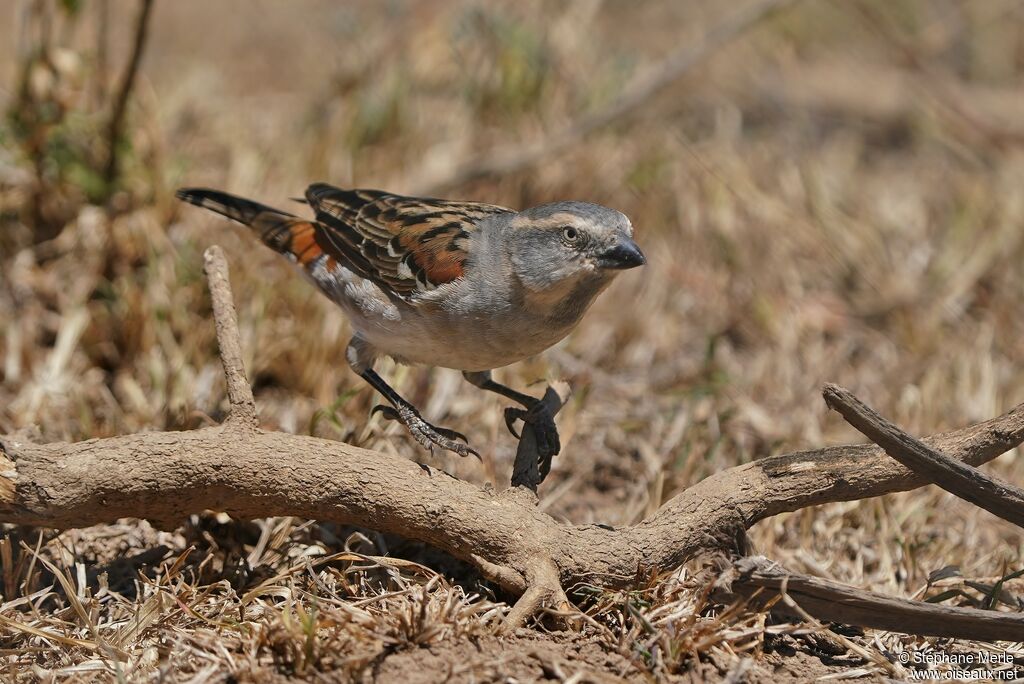 Moineau roux femelle adulte