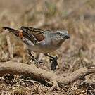 Moineau roux