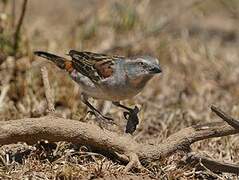 Kenya Sparrow