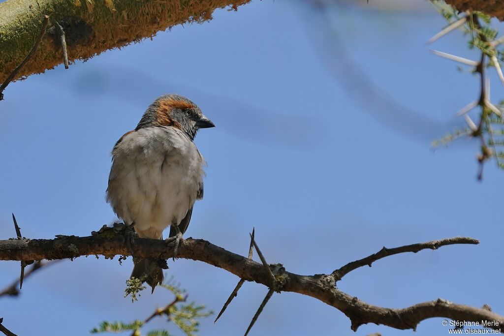 Moineau roux