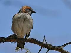 Kenya Sparrow