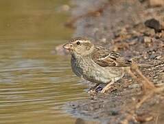 Rock Sparrow