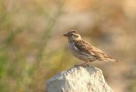 Rock Sparrow