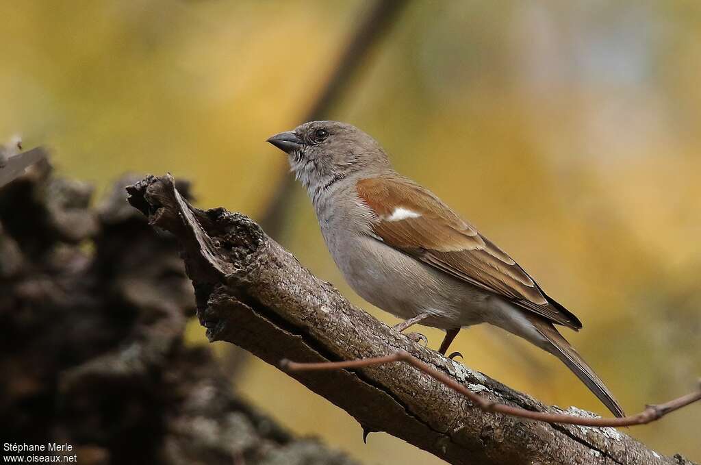 Moineau sud-africainadulte, identification