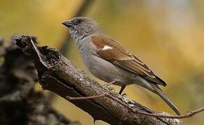 Moineau sud-africain