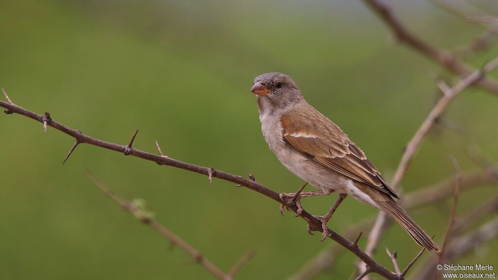 Southern Grey-headed Sparrow