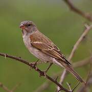 Southern Grey-headed Sparrow