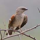 Moineau sud-africain