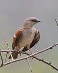 Moineau sud-africain