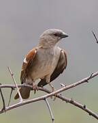 Southern Grey-headed Sparrow