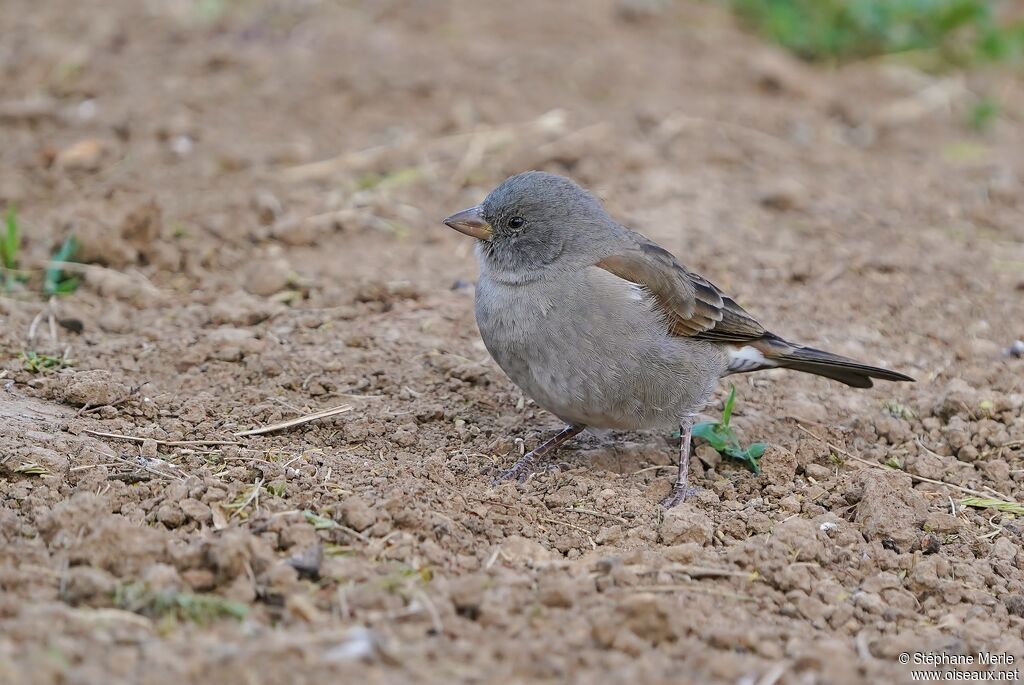 Swahili Sparrow