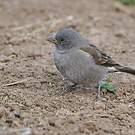 Moineau swahili