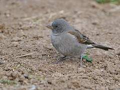 Swahili Sparrow