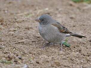 Moineau swahili